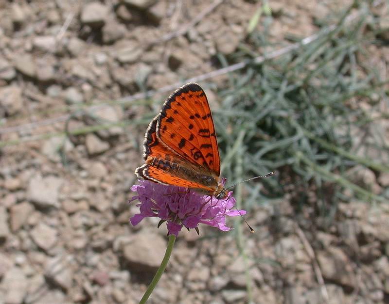 Melitaea didyma